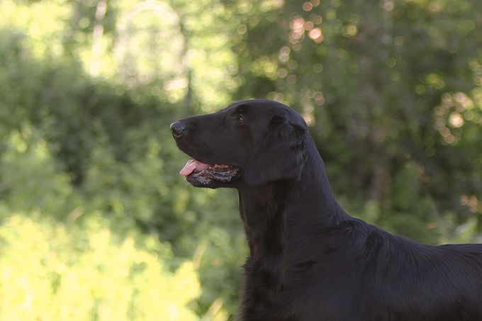 Yoda, 9,5 år 